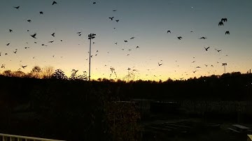 Morning Crows Bothell WA, UW Bothell Campus
