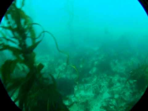 scuba jeff in monterey