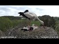 Storchennest Altlandsberg 25.04.2026 (Storchenkamera)
