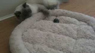 Bluepoint Ragdoll Cat Playing | 19 Months Old by Christie C 2,874 views 10 years ago 31 seconds