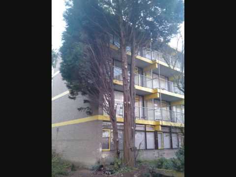 Video: Zijn elzen coniferen?