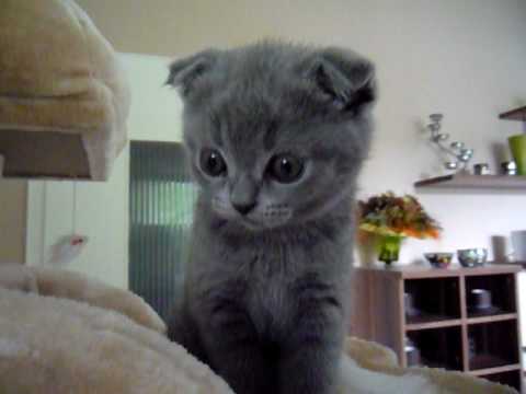 Bkh Und Scottish Fold Kitten