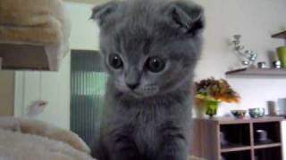 BKH und Scottish Fold Kitten