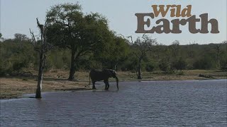 WildEarth  - Sunrise Safari -  13 July 2020