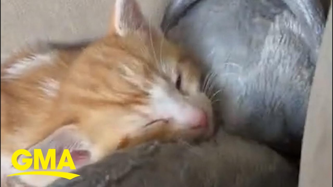 Foster kitten adorably learns to play with stuffed toy l GMA
