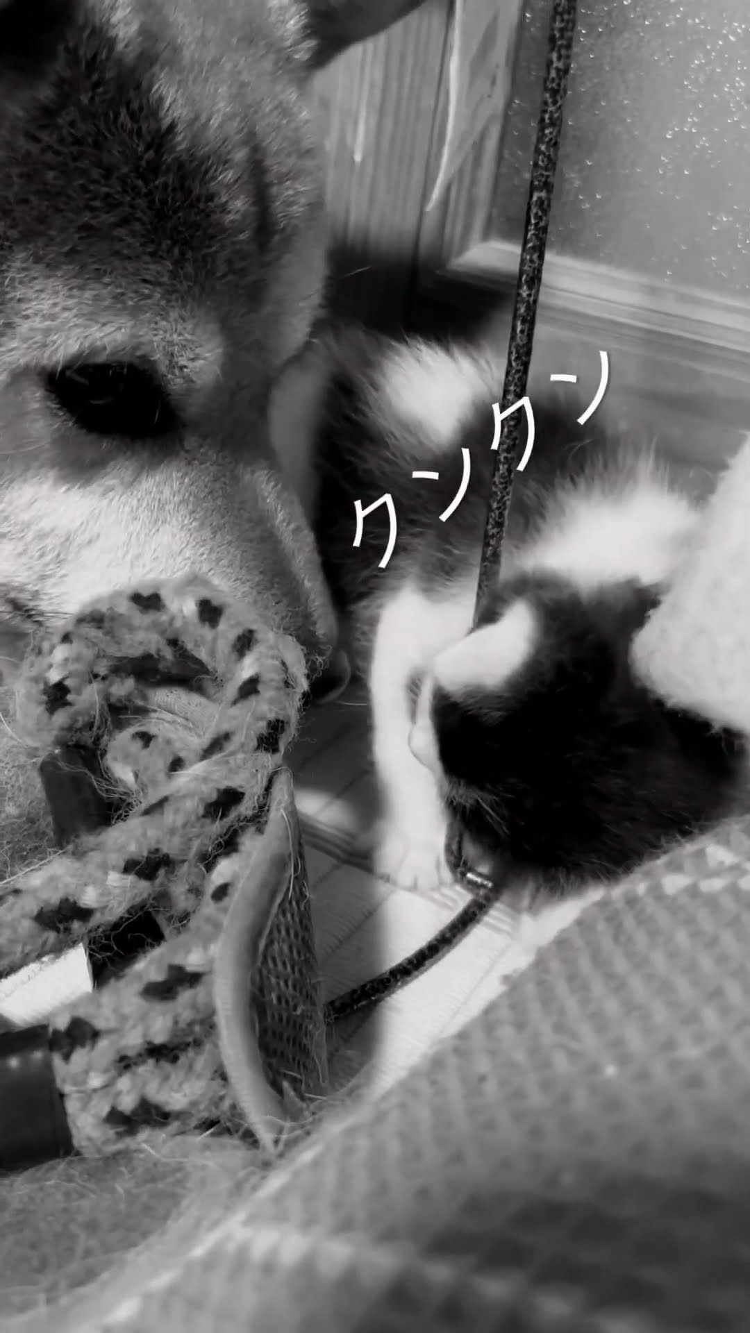 柴太郎 柴犬 小太郎 (@kotarou_217) / X