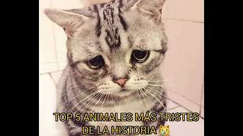 ¿Cuál es el animal más triste de la historia?