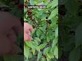 UKRAINISKI MINTAPOL GILOS KOʻCHATLARİ BOR 🍒🌱 #tiktok #fruit #baki