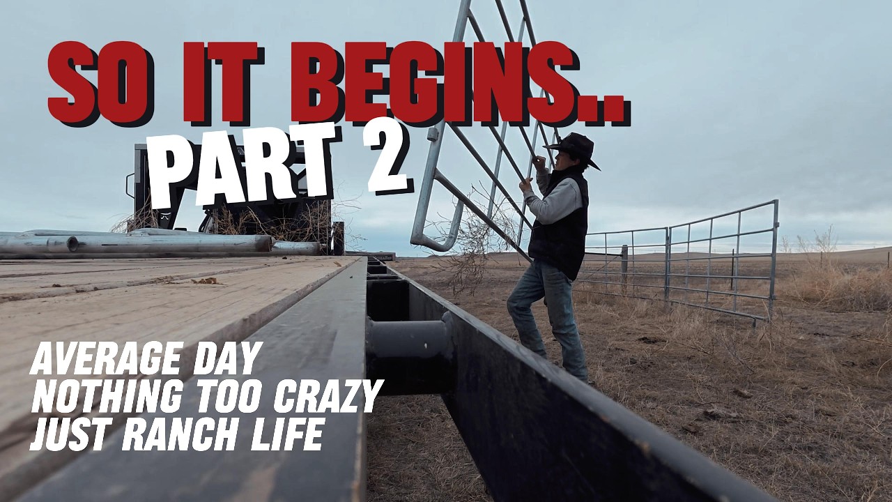 First Day of Calving Season - Pt. 2 - Gonna be a long couple months