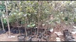 bibit sawo kecik jual bibit sawo kecik 2meter