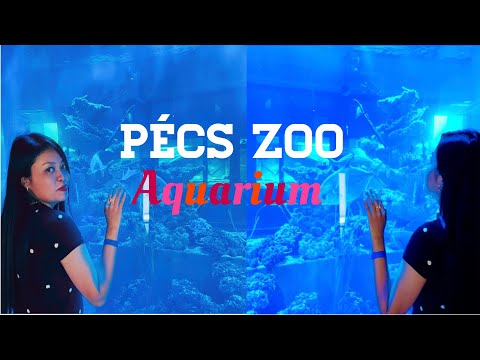 Videó: Látogatás a pittsburghi állatkertben és a PPG akváriumban