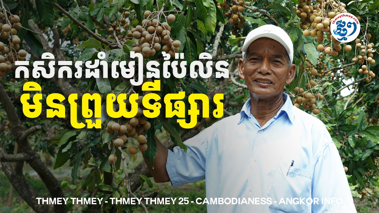 មានកិច្ចសន្យាទិញ-លក់ និងនាំចេញទៅចិន កសិករដាំមៀនប៉ៃលិន មិនព្រួយទីផ្សារ​