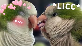 Preening Buddies by Birb 32,308 views 2 years ago 1 minute, 3 seconds