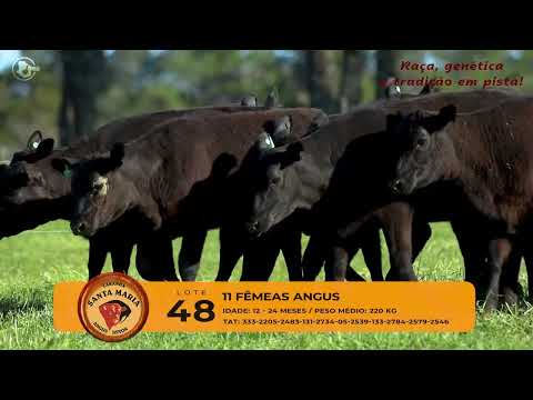 LOTE 48 - 11 TERNEIRAS ANGUS