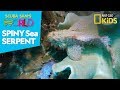 Scorpion Fish Habitat and Survival