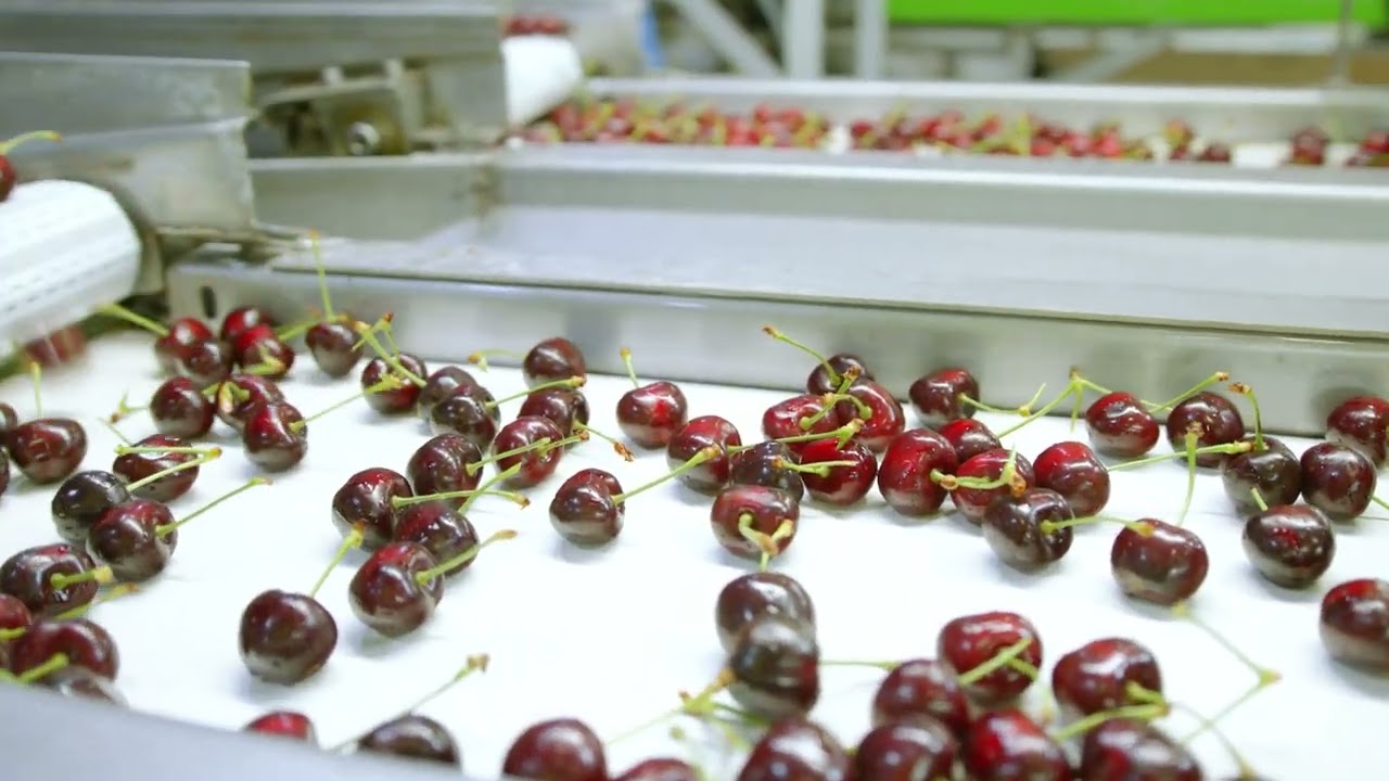 Chelan Fresh - Red Cherry Season in the Orchards
