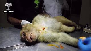 Monkey rescued with a huge wound on head | Forest Department | Eco Echo Foundation