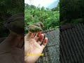 Rilis burung di belakang rumah!