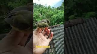 Rilis burung di belakang rumah!