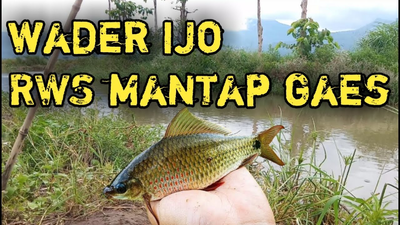 Roha Rawa Rwp KALI MUNCUL RWS_RWP(RAWA PENING) MASIH HAUP-HAUP - YouTube