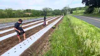 Planting our best #cut-flower patch yet!!  #flowers #flowerbouquet #farming #farmerswife