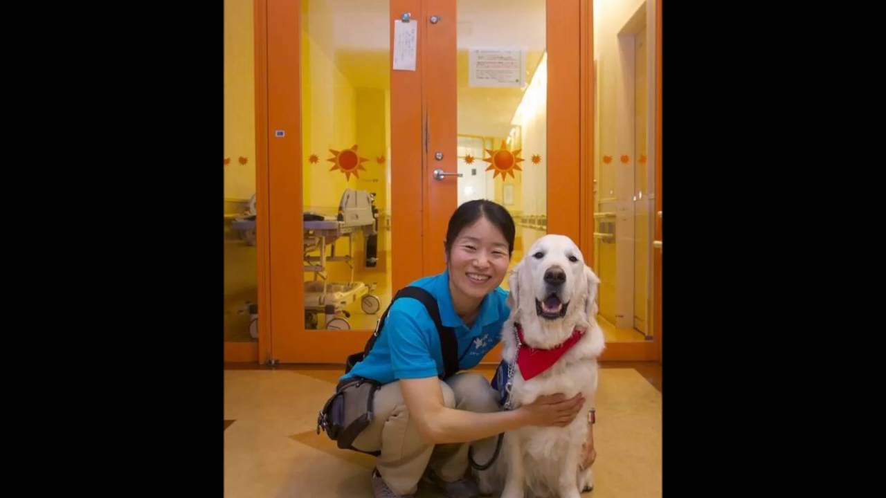 森田優子 ファシリティドッグ ハンドラー 6月7日oa Youtube 森田優子 ファシリティドッグ ハンドラー 6月7日oa Youtube