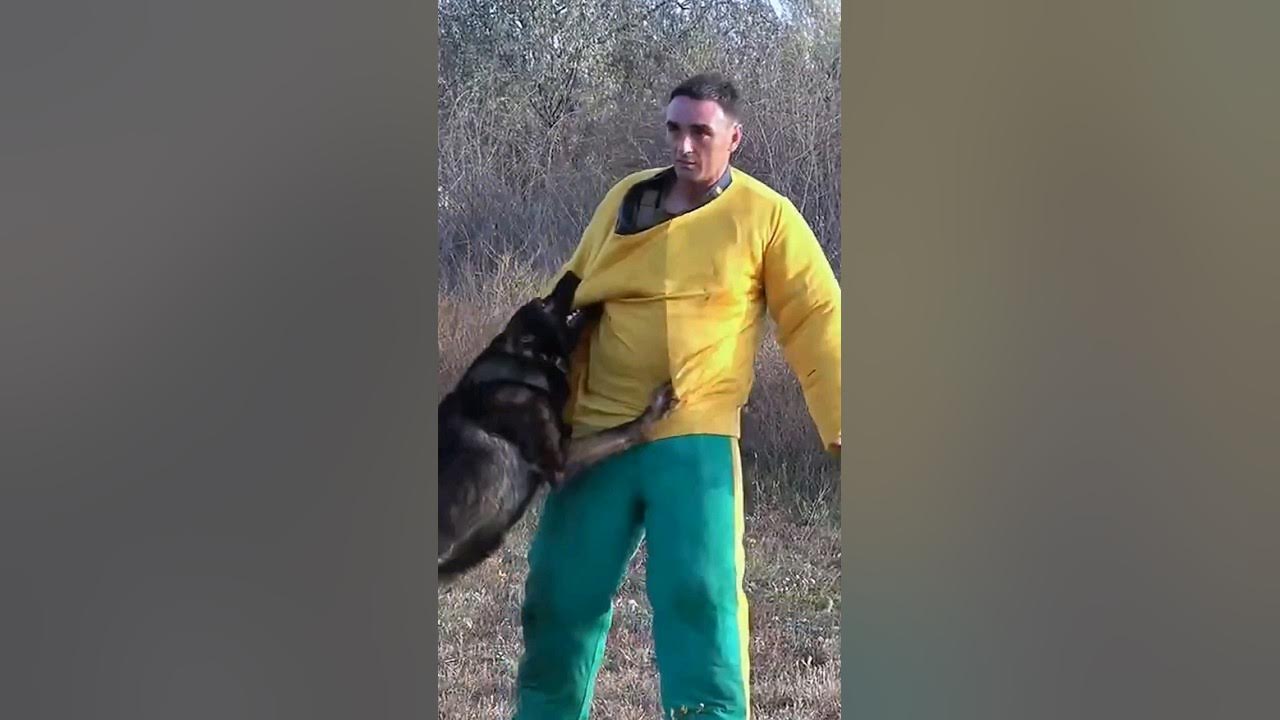 Обучение молодых собак охране и защите. Немецкая овчарка зонарного ...