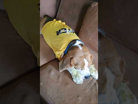 Rowdy dull ga ఉన్నాడు #doglover #dogcollar #petlover#ytshortsindia