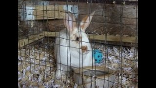 Rabbit Colony Pros & Cons