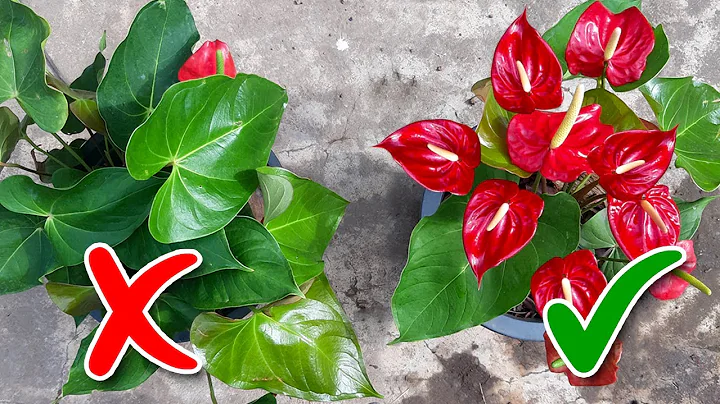 Anthurium Flowering Tips / Learn Gardening - DayDayNews