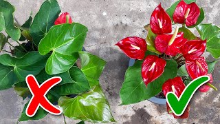 Anthurium Flowering Tips / Learn Gardening