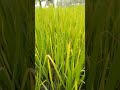 #paddy #birds #nature #mullaitivu #agriculture #tranding