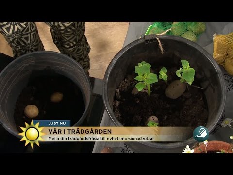 Video: Beredning Och Plantering Av Potatisknölar