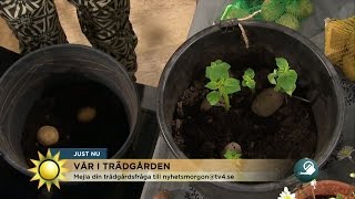 Så får du "hinkpotatis" till midsommar - Nyhetsmorgon (TV4)