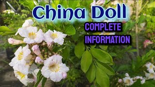 China Doll Plant, Sweet Fragrance with beautiful foliage Radermachera sinica