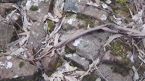 #MUDFOSSIL Giant Turtle pt 2🐢