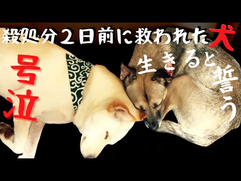 保護犬の妹を迎えた6ヶ月！兄犬と健気に一歩ずつ歩んできた姿に涙