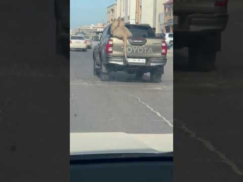 اسد في شوارع ليبيا خاص