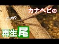 カナヘビの自切から尻尾が再生するまでの様子