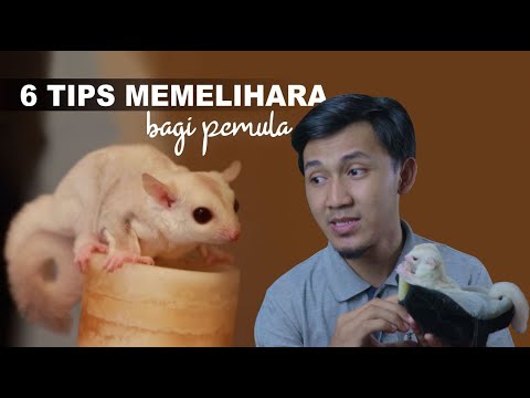 6 TIPS MEMELIHARA SUGAR GLIDER BAGI PEMULA