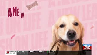 A new leash on life: Olive and Sheba are looking for their 'furever' homes