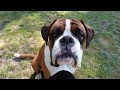 Boxer Rex and Sammie update: obedience training + Rex answer questions + kisses 😍