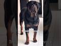 3 MOTIVOS PARA TER UM ROTTWEILER 🐶 #shorts