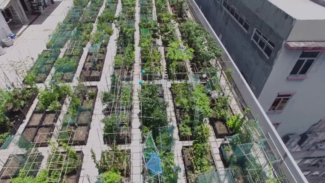 都市農莊 觀塘 香港的空中農圃 都市農莊 觀塘 香港的空中農圃