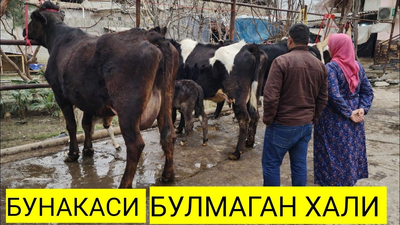 YARALANGAN QUSH XAMON UCHMOQDA 🔥  BUNDAN ARZON YÕG VODIDA ARZONCHI AKA SHU BÕLADI