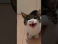 【猫ブチギレ】　「おやすみ」の一言に激オコ💢！　#shorts　#猫　#cat