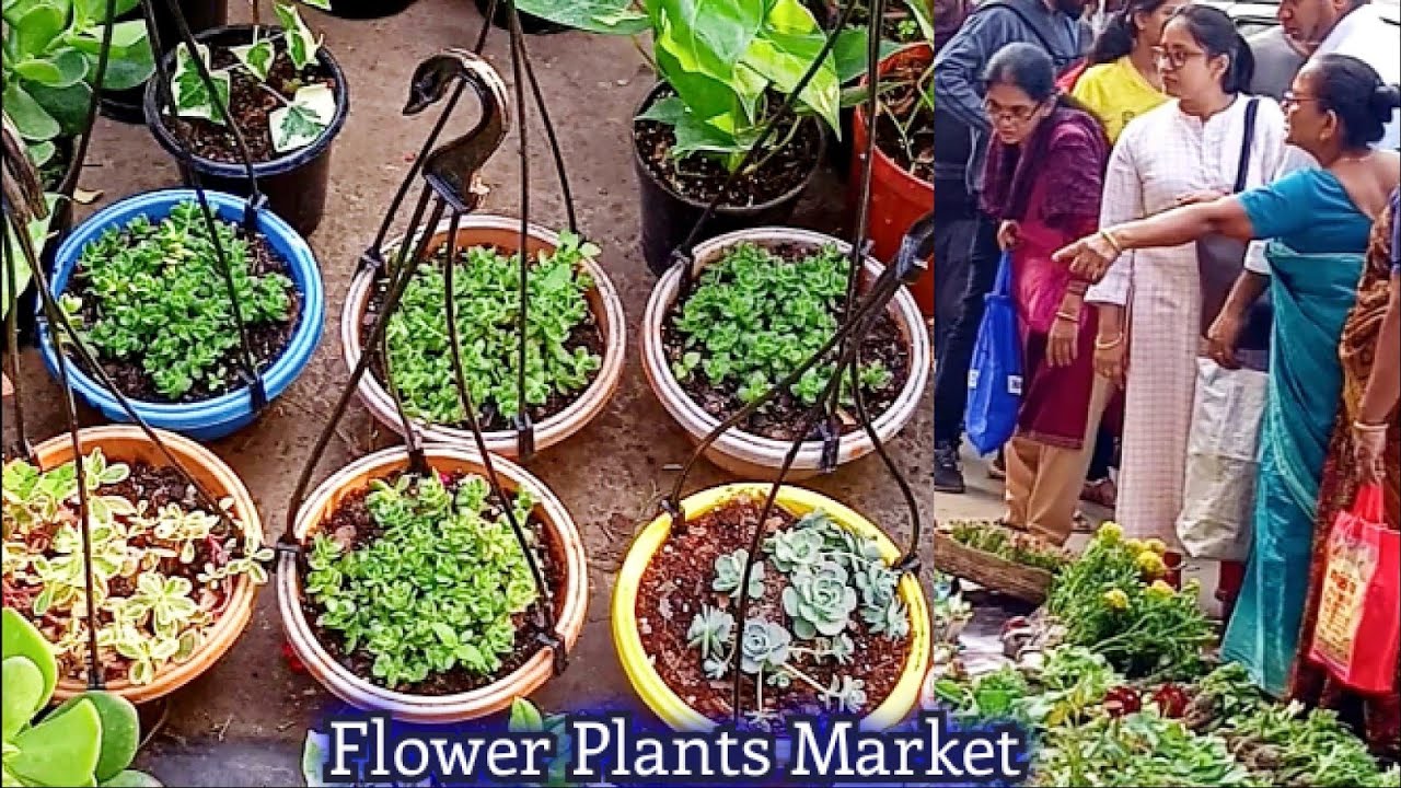 Kolkata Flower Plants Market / Tala Hat At Galiff Street | The Biggest Flower Plants Market In India