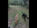 How many times walking your dogs before they expect it everyday? #dogs #walking