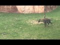 Hyena Running In Slow Motion