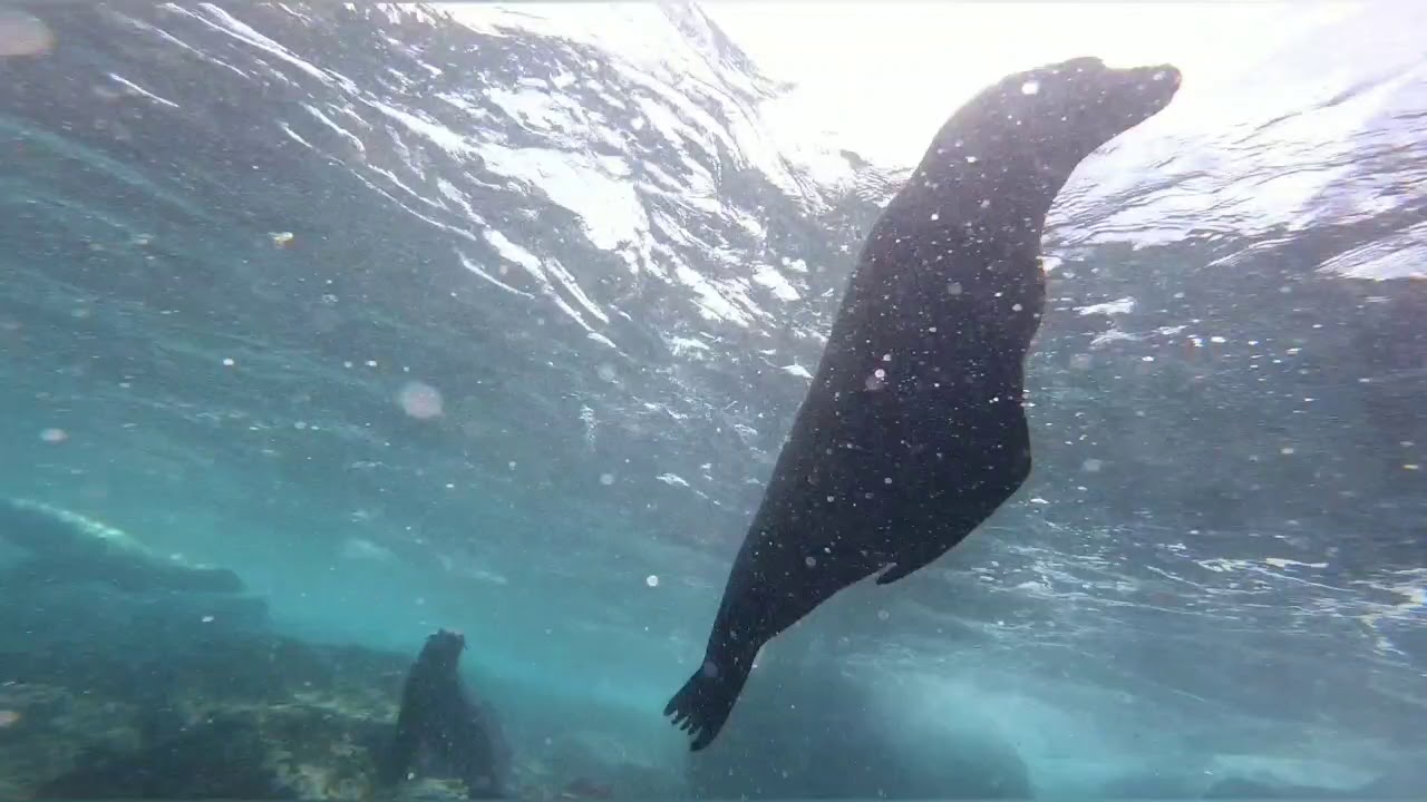 Snorkeling in Santa Fe island en la lancha Galicia